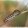 pap machaon larva15 kher